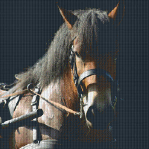 Kôň 820014